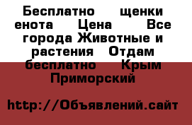 Бесплатно !!! щенки енота!! › Цена ­ 1 - Все города Животные и растения » Отдам бесплатно   . Крым,Приморский